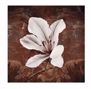 Picture of Wall art white lily canvas print 70x70